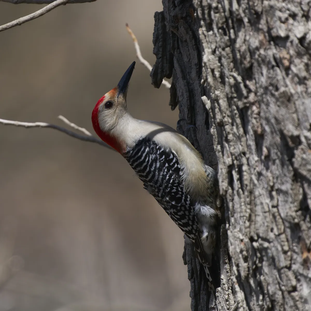 Carpintero Pechirrojo