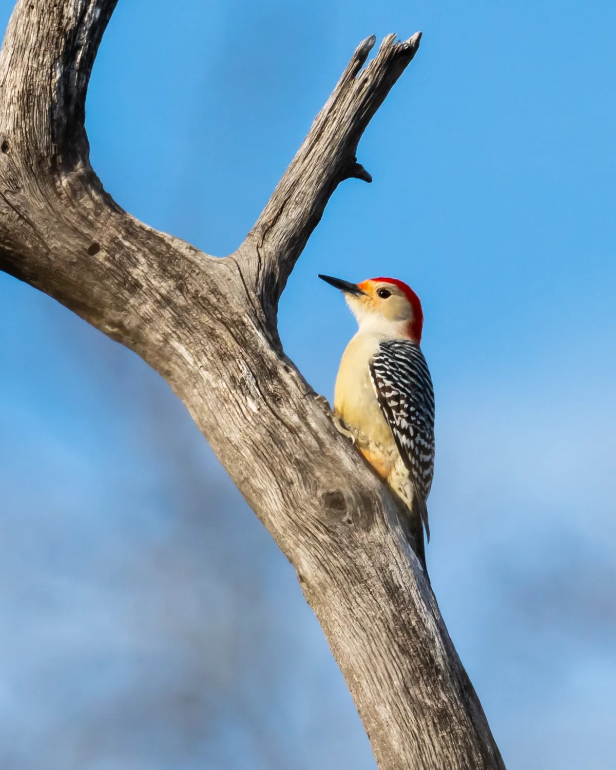 Carpintero Pechirrojo