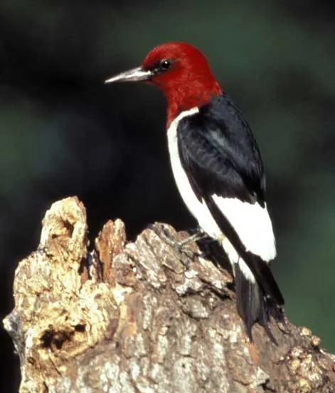 Melanerpes erythrocephalus