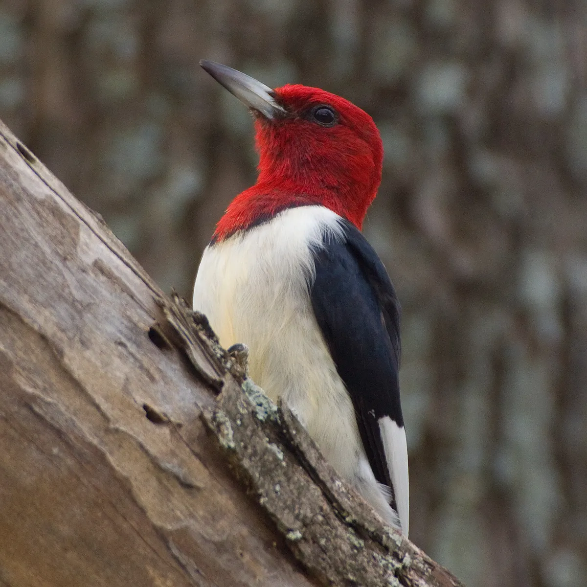 Carpintero Cabeza Roja