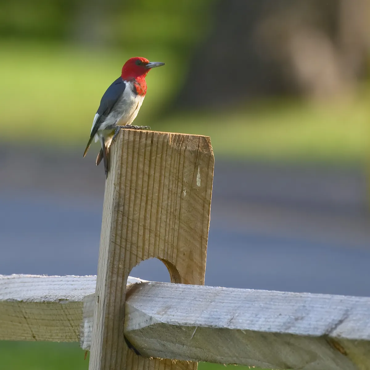 Carpintero Cabeza Roja