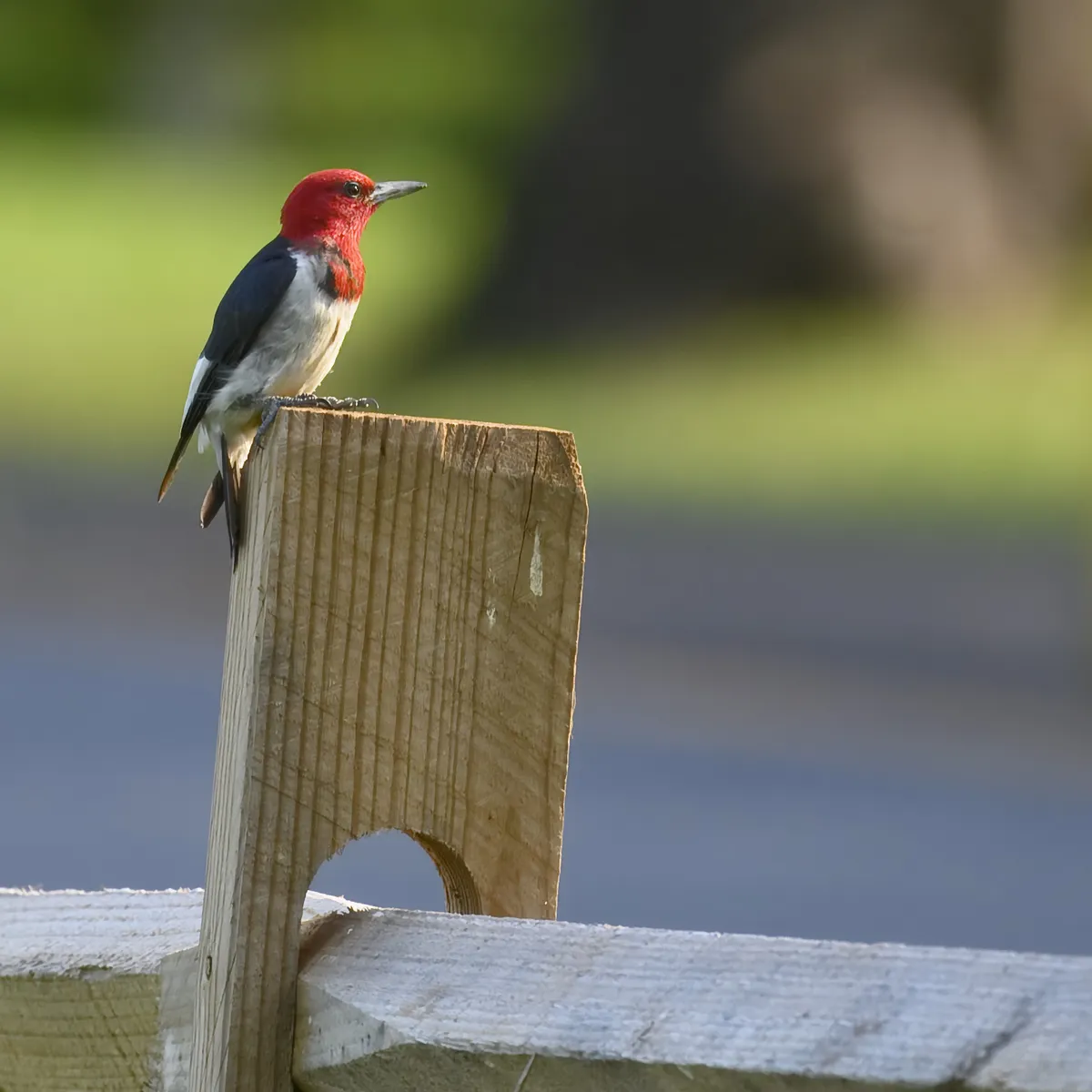 Carpintero Cabeza Roja
