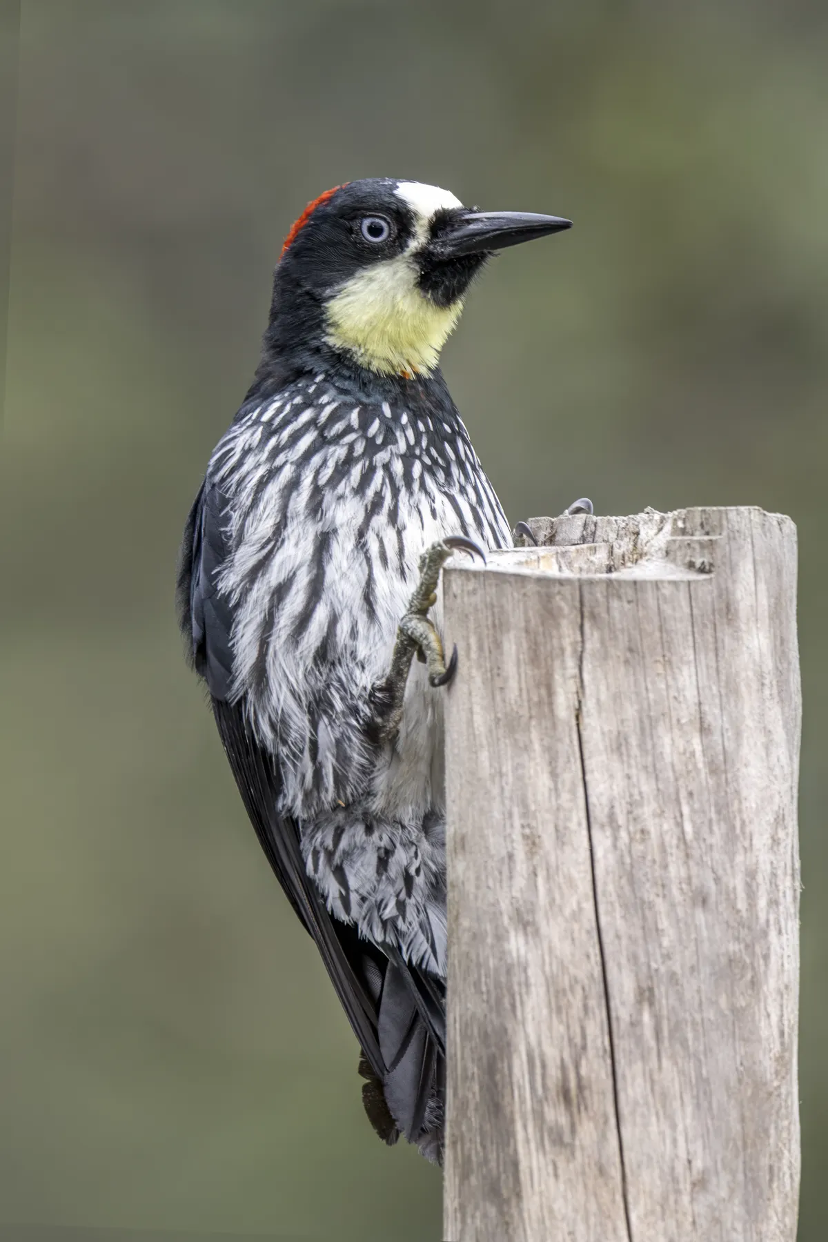 Carpintero de Bellotas