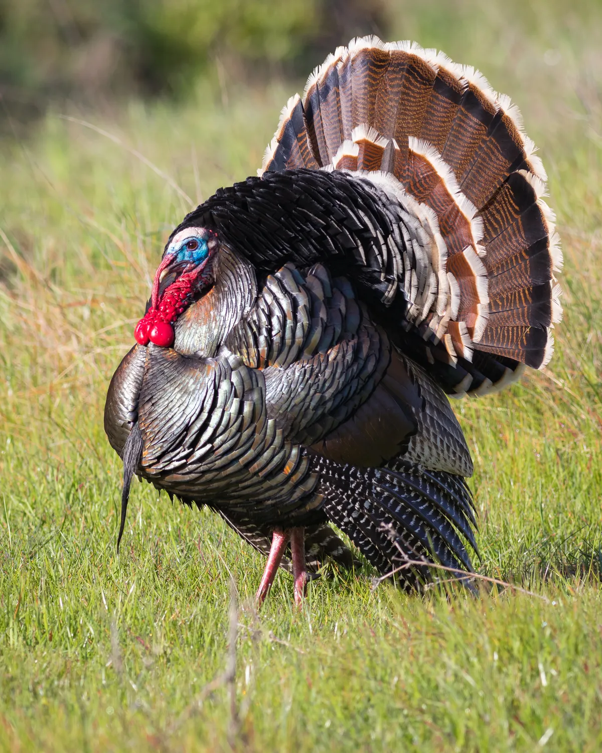 Wild Turkey