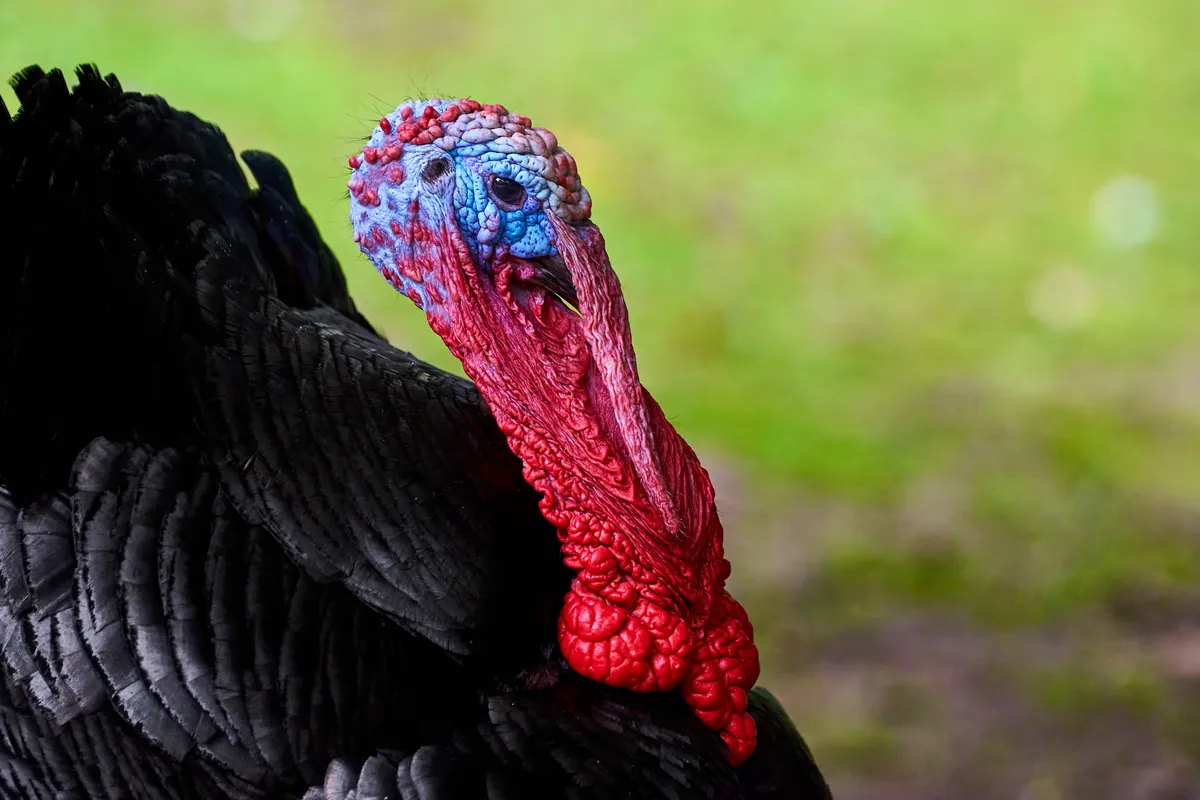 Wild Turkey