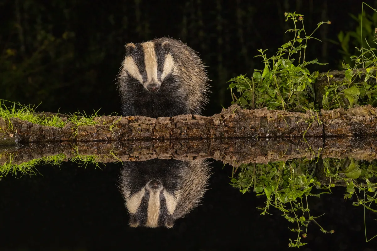 European badger
