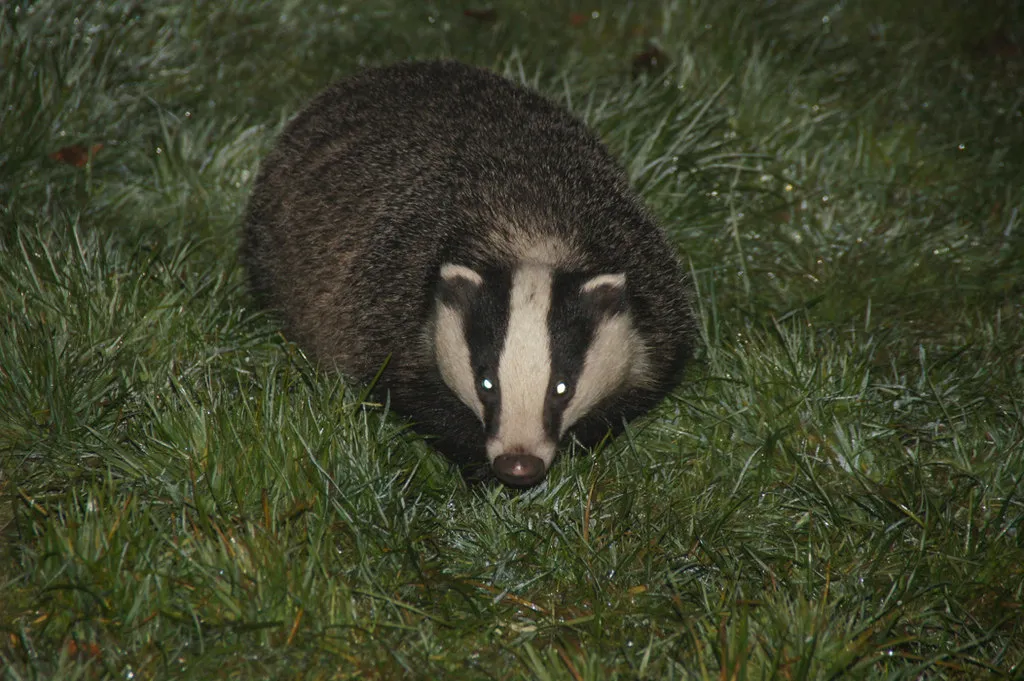 European badger