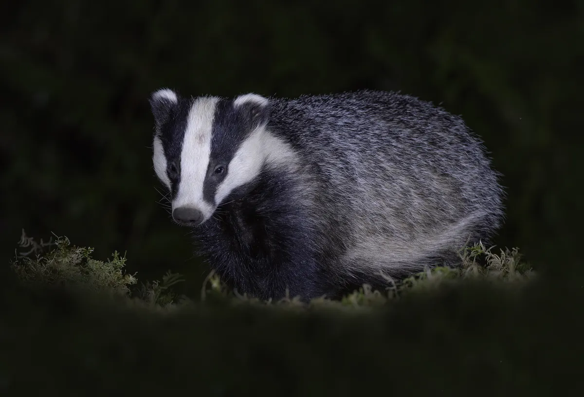 European badger