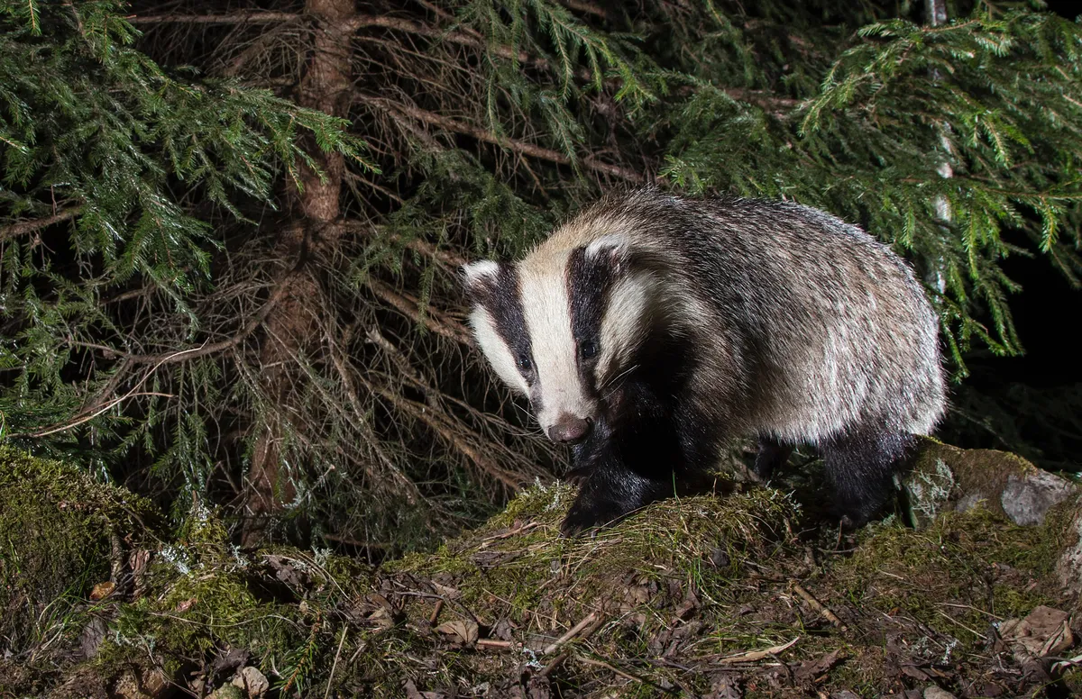 European badger