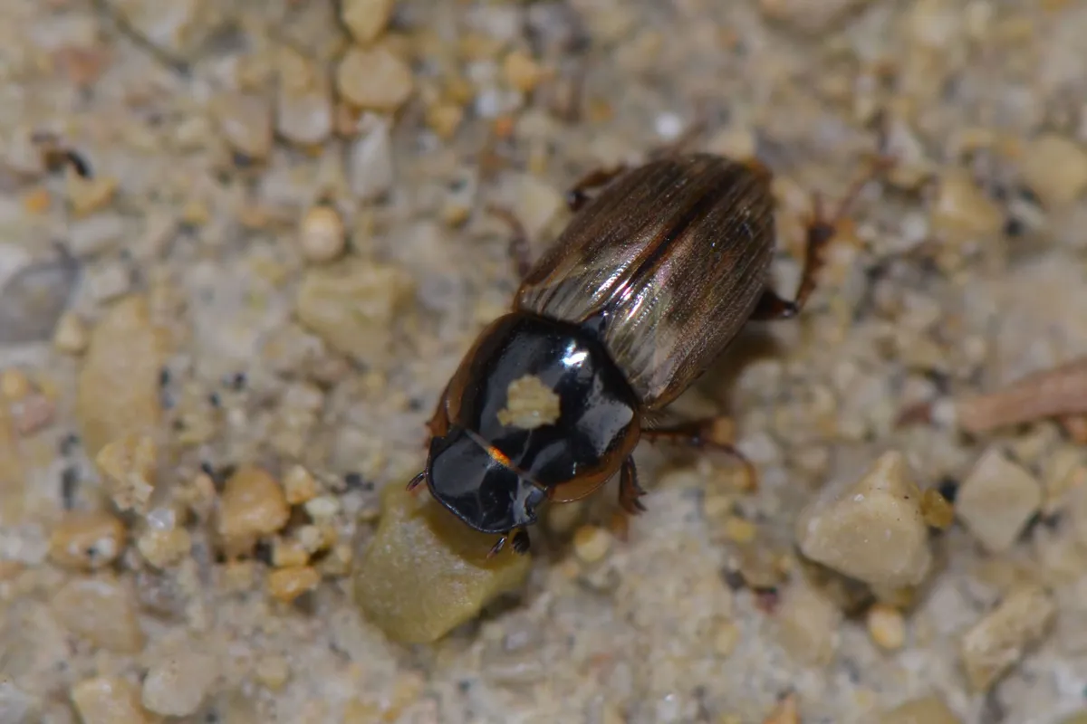 Spring small dung beetle