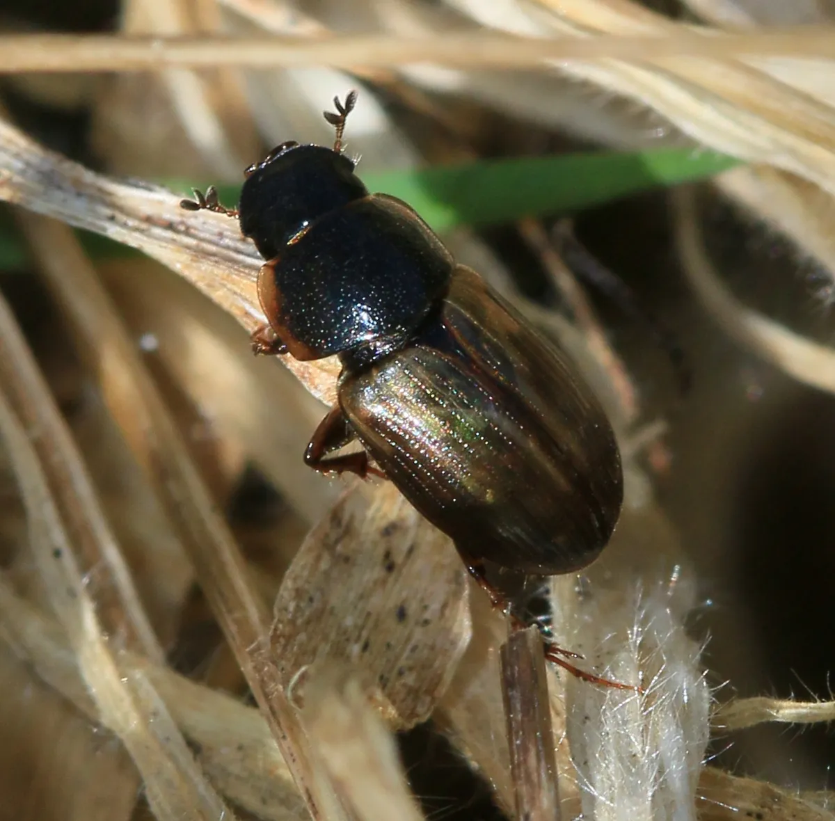 Spring small dung beetle