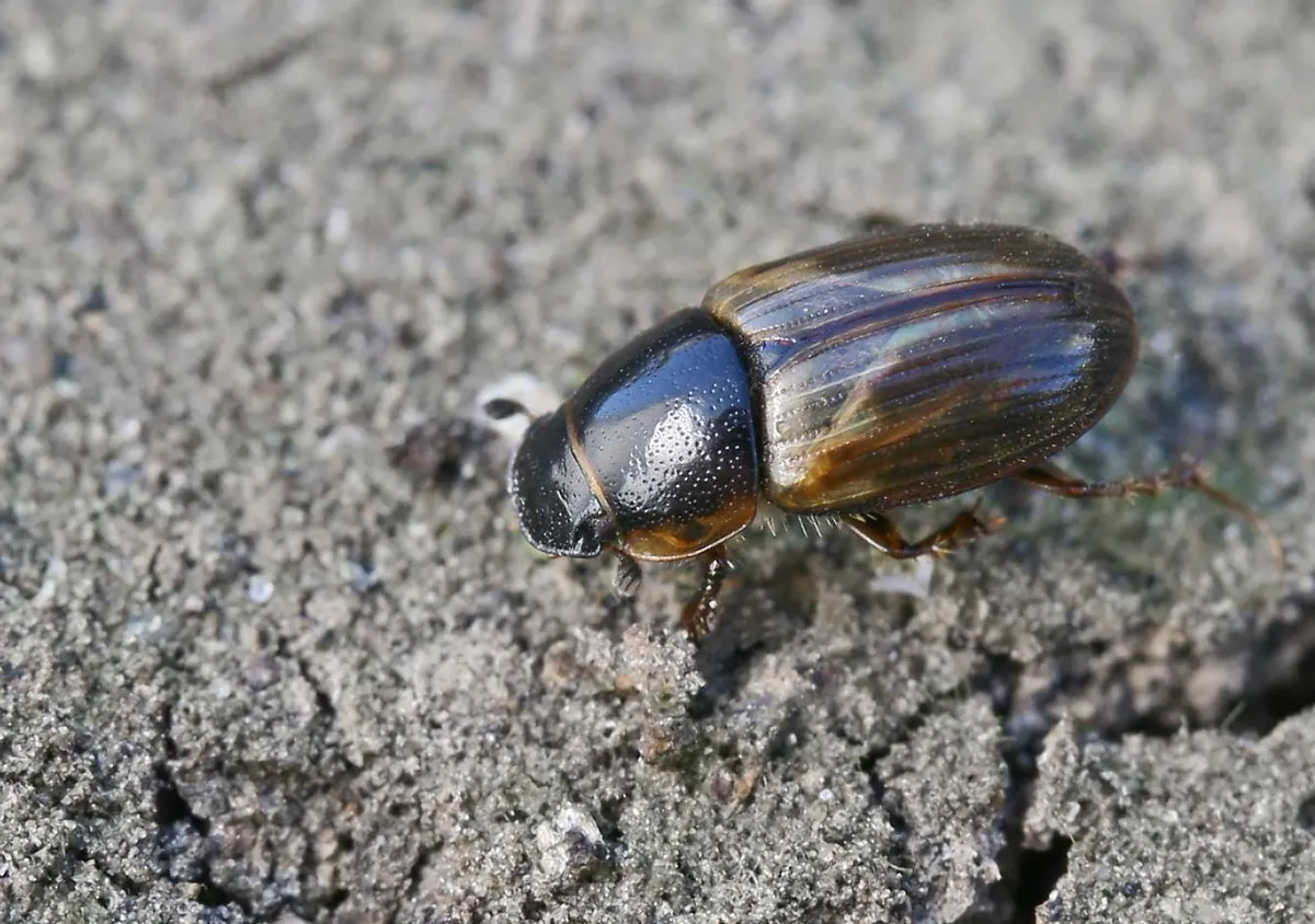 Spring small dung beetle