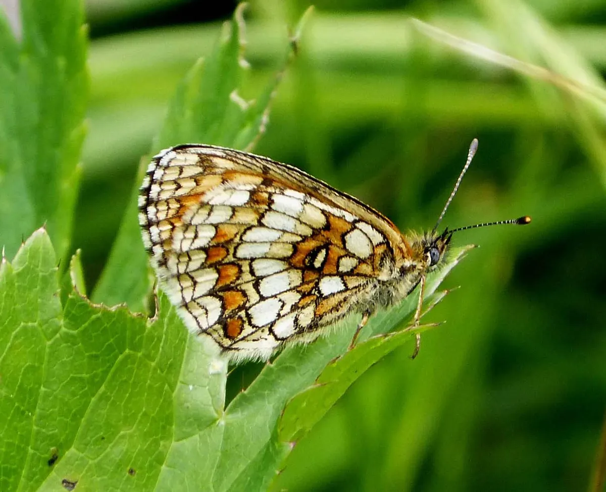 Heath Fritillary Butterfly