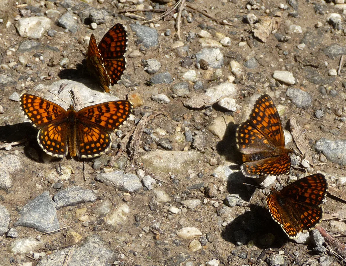 Heath Fritillary Butterfly