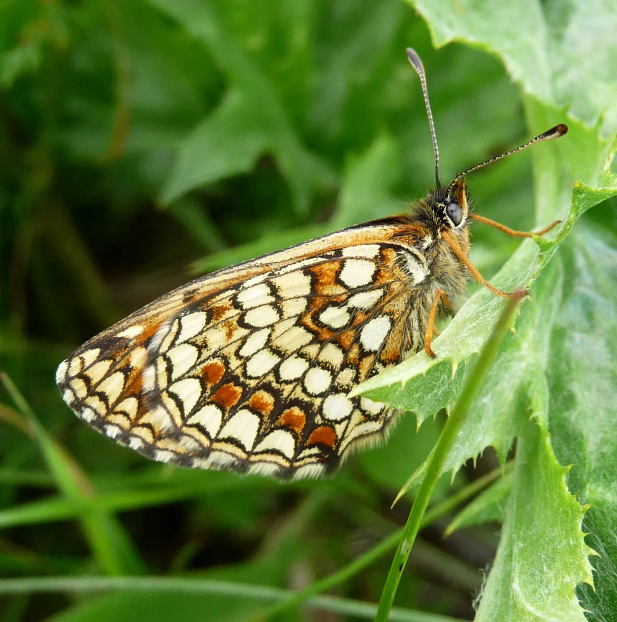 Heath Fritillary Butterfly