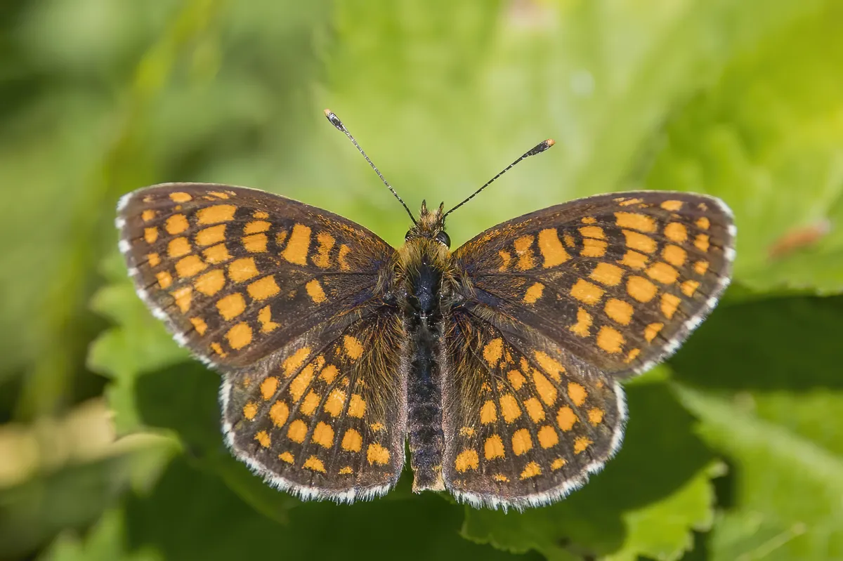 Heath Fritillary Butterfly