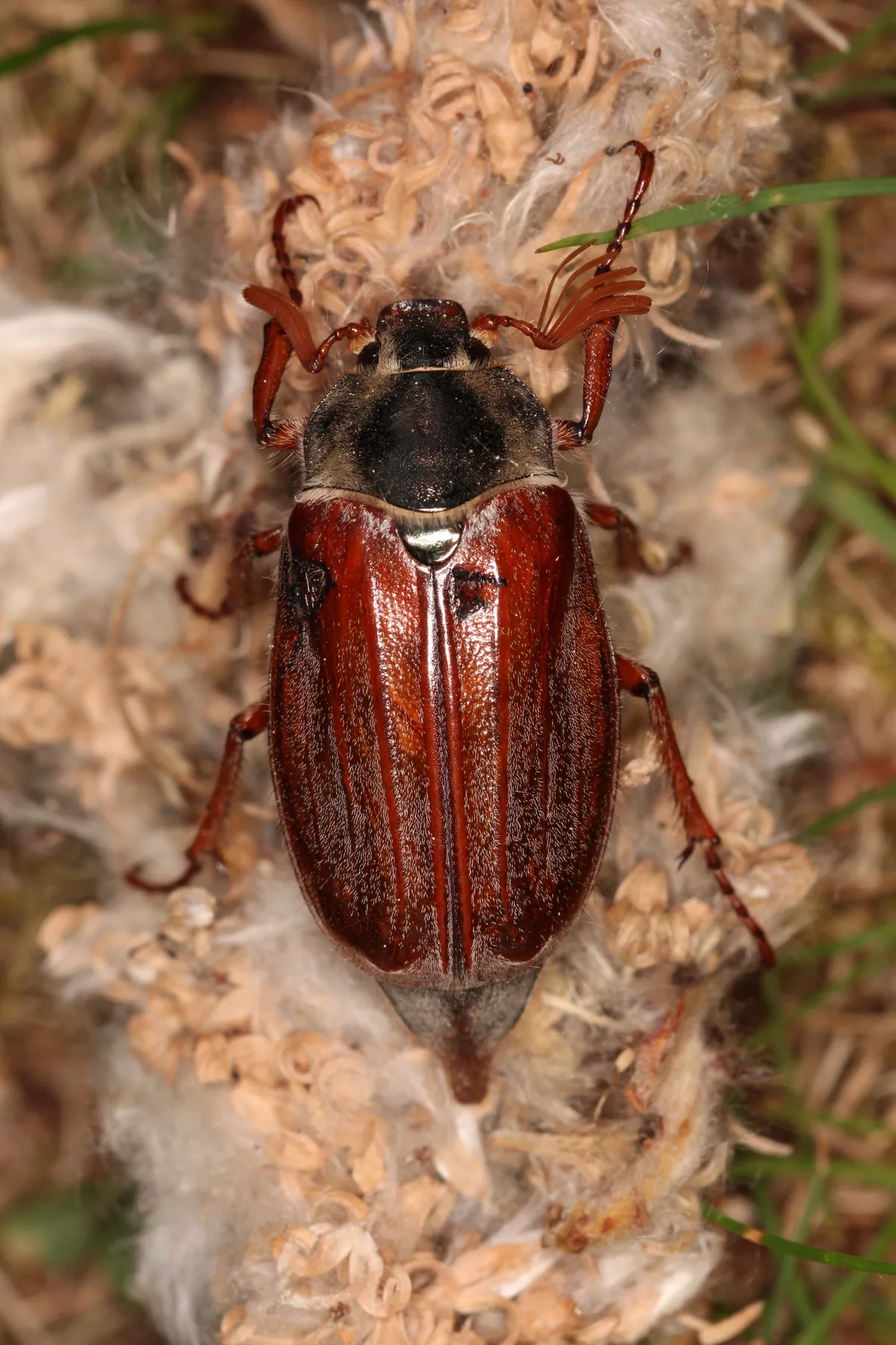 Melolontha melolontha