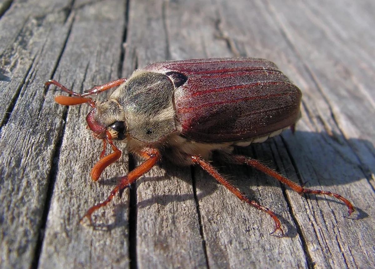Common Cockchafer
