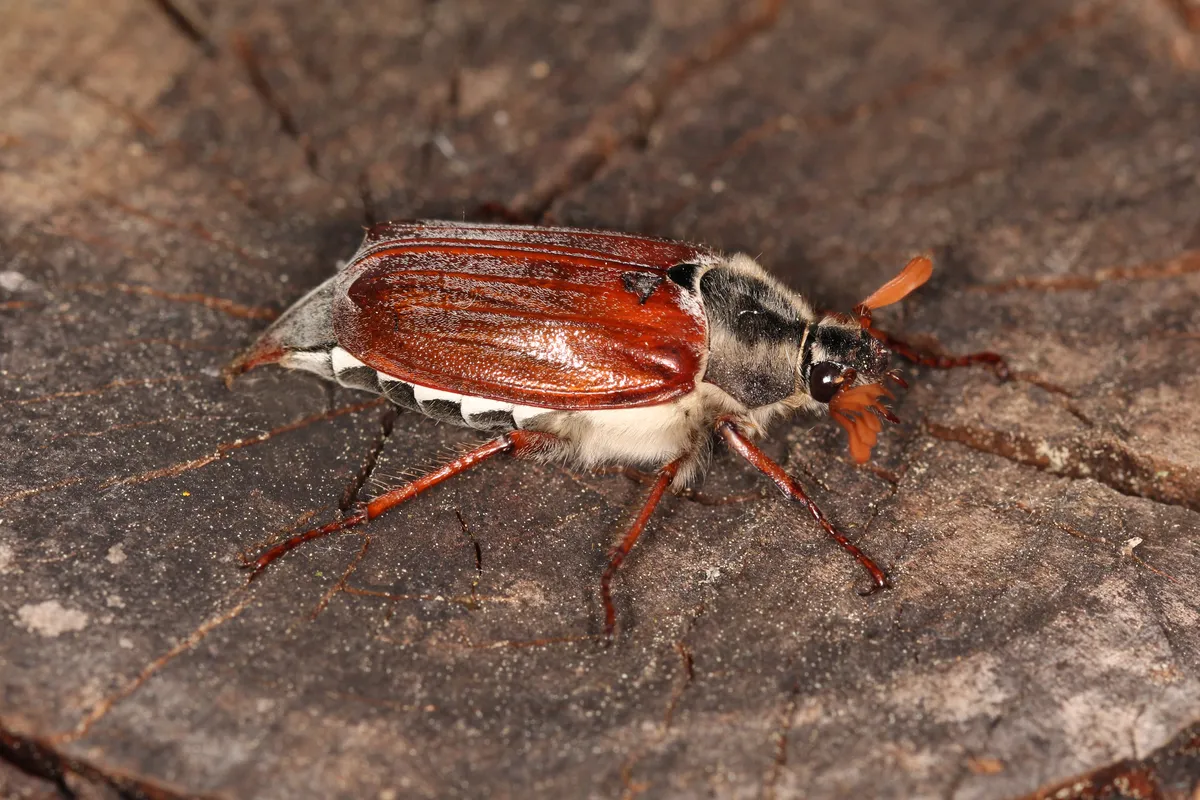 Common Cockchafer
