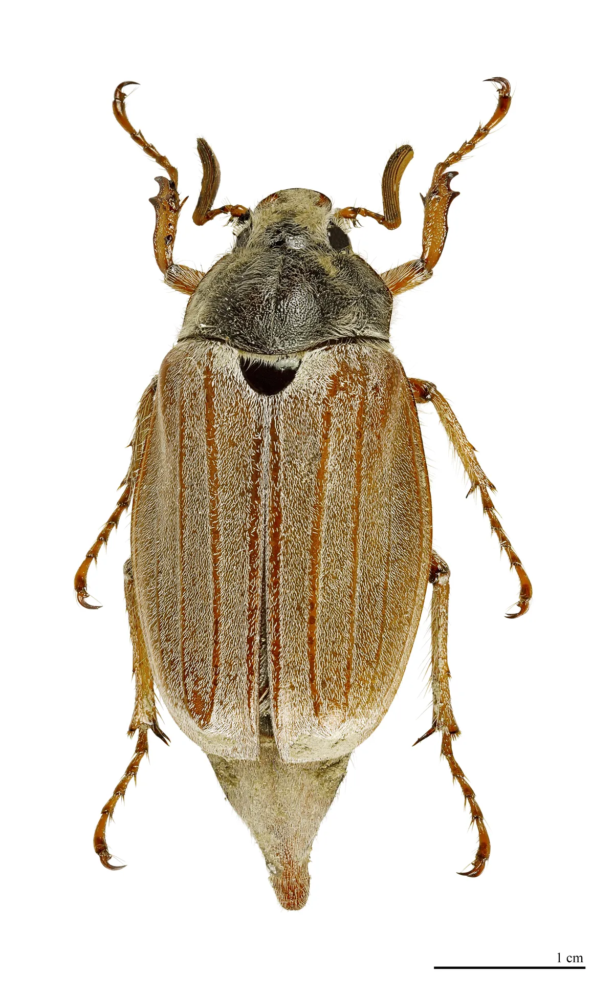 Common Cockchafer