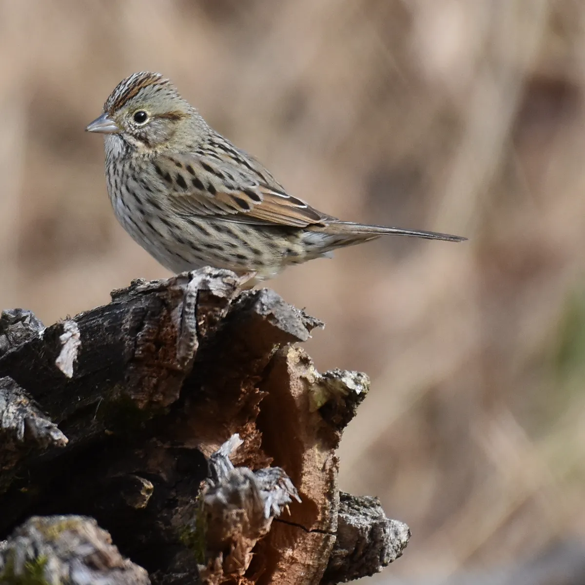 Lincoln's Sparrow