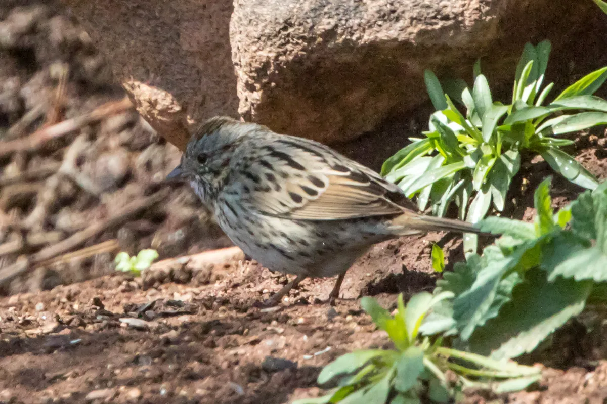 Lincoln's Sparrow