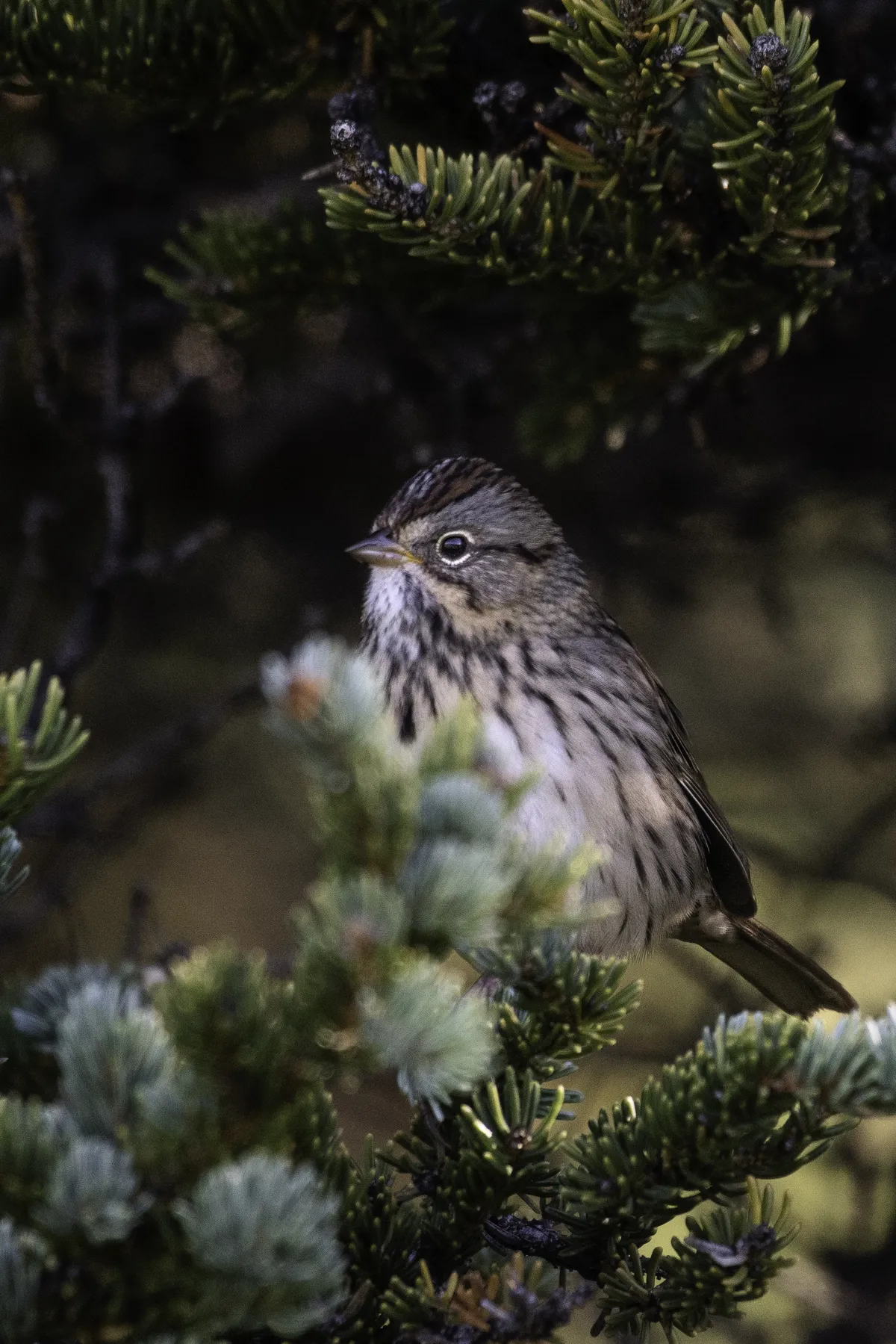 Lincoln's Sparrow