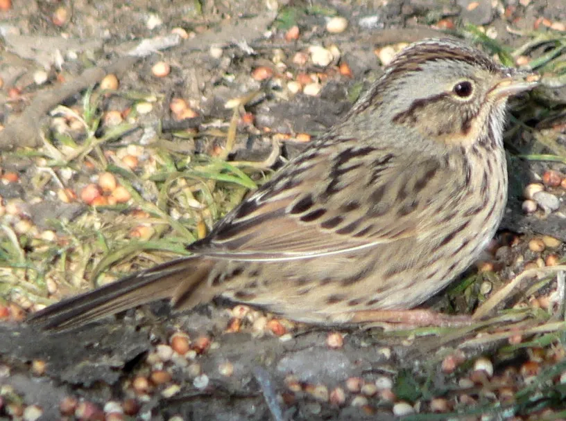 Lincoln's Sparrow
