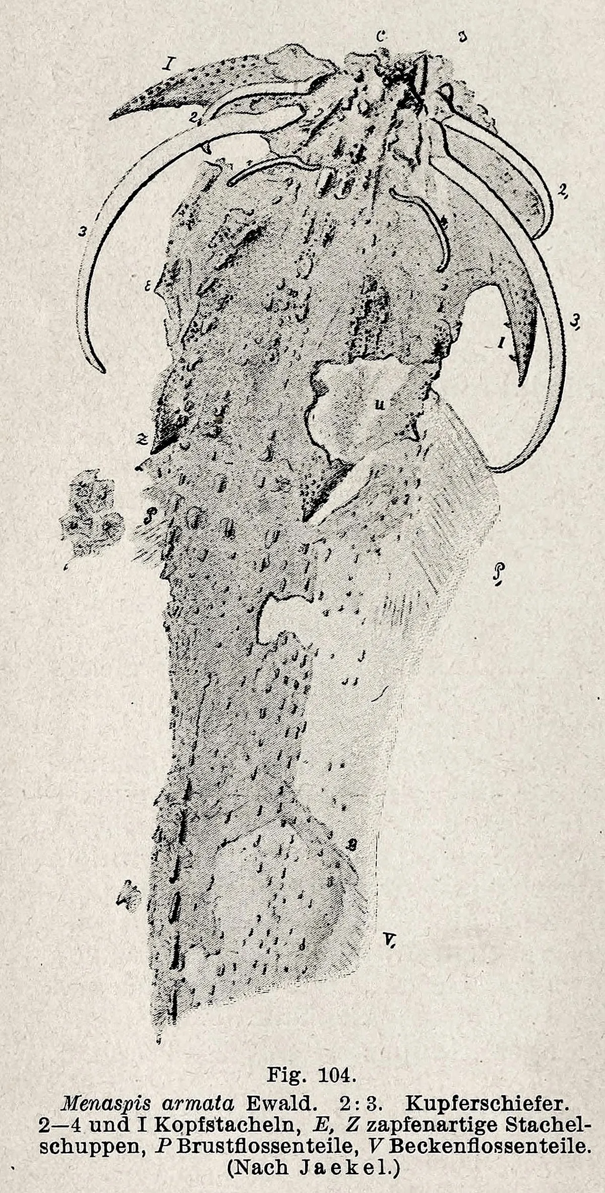 Quimera Fósil Blindada