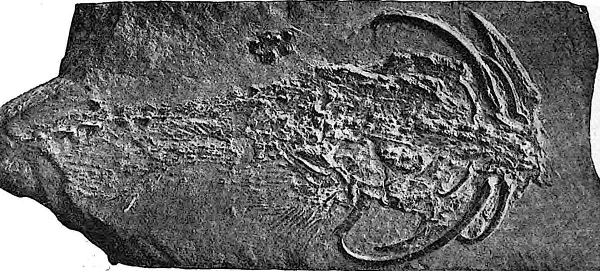 Quimera Fósil Blindada