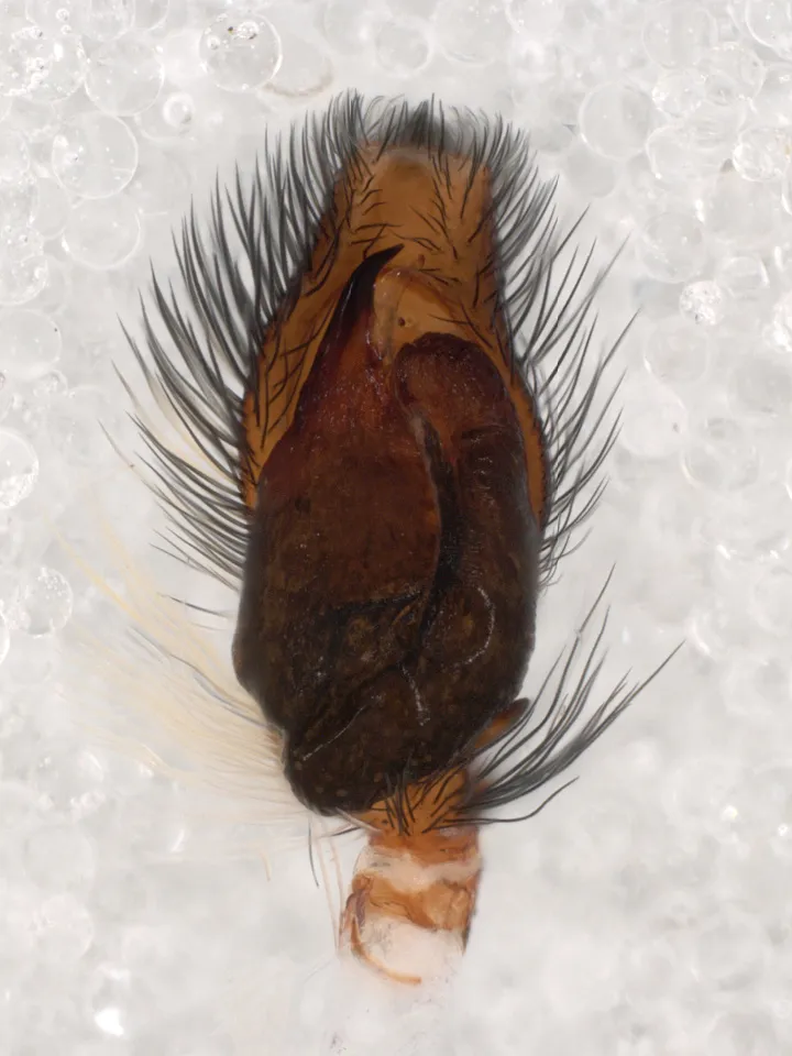 Araña Saltadora de Pared Gris