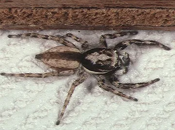 Araña Saltadora de Pared Gris