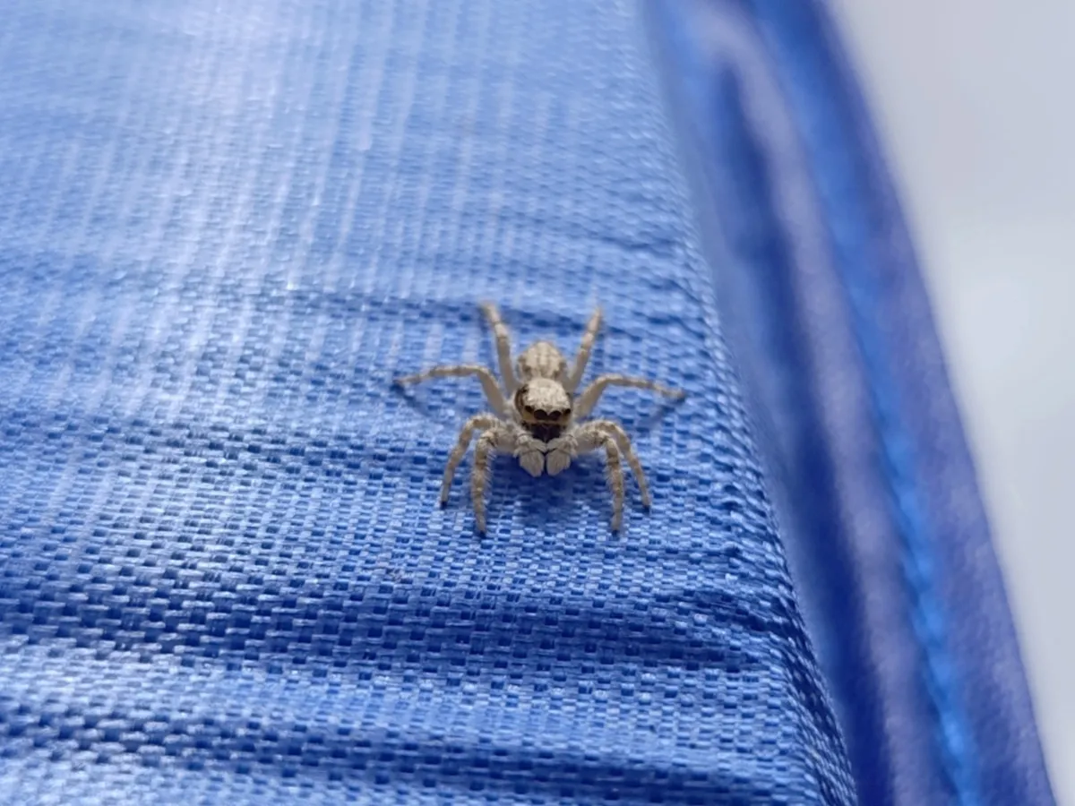 Araña Saltadora de Pared Gris