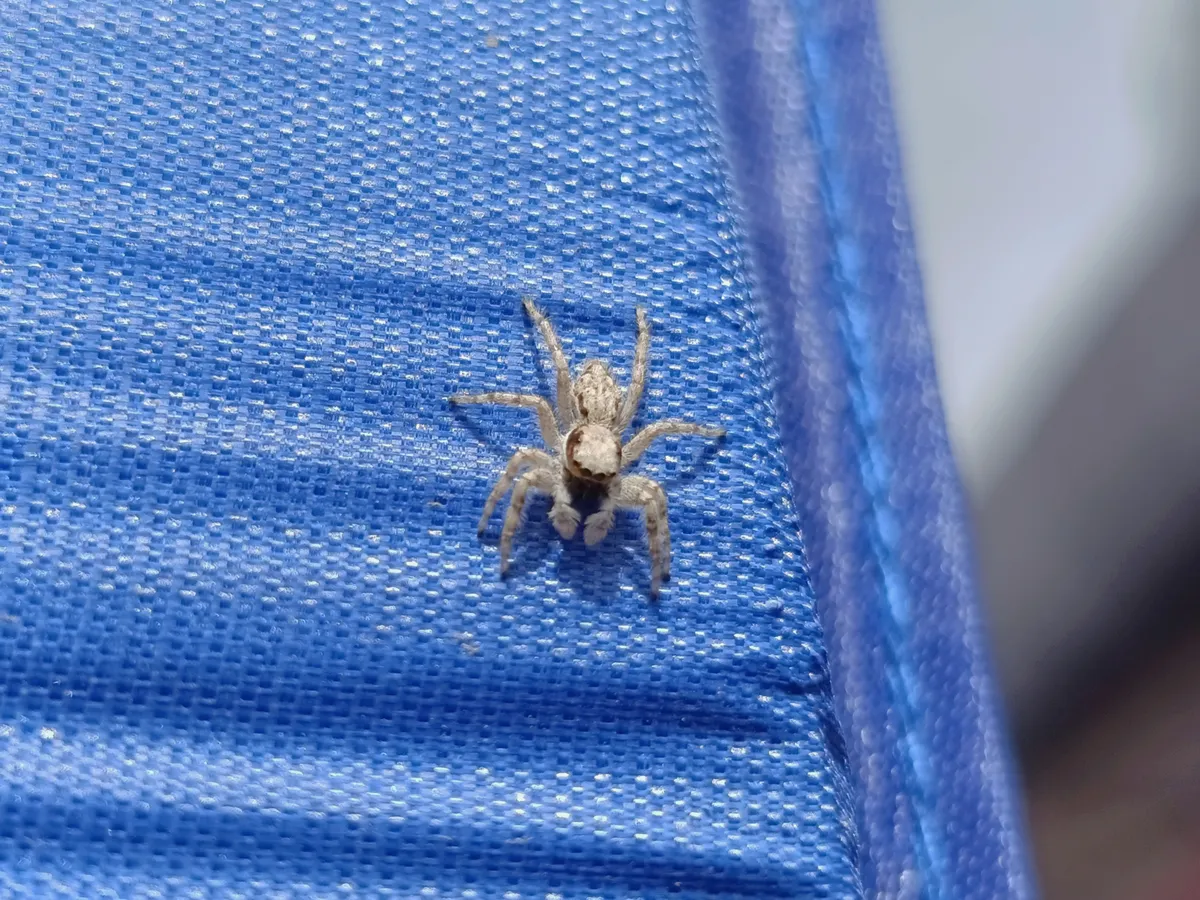 Araña Saltadora de Pared Gris