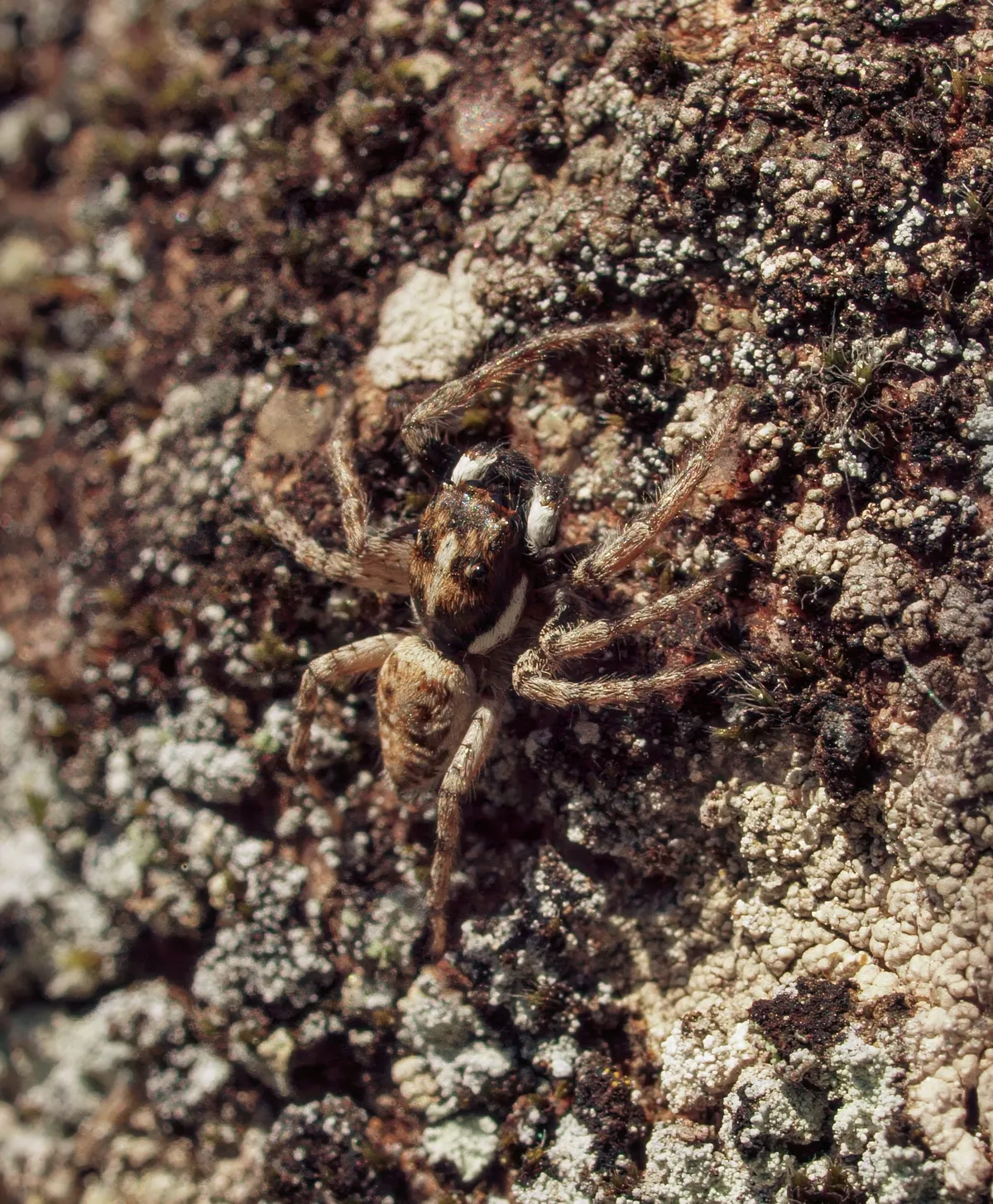 Araña Saltadora