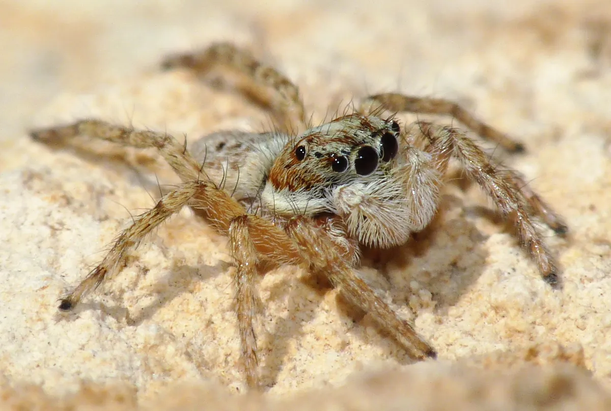 Araña Saltadora