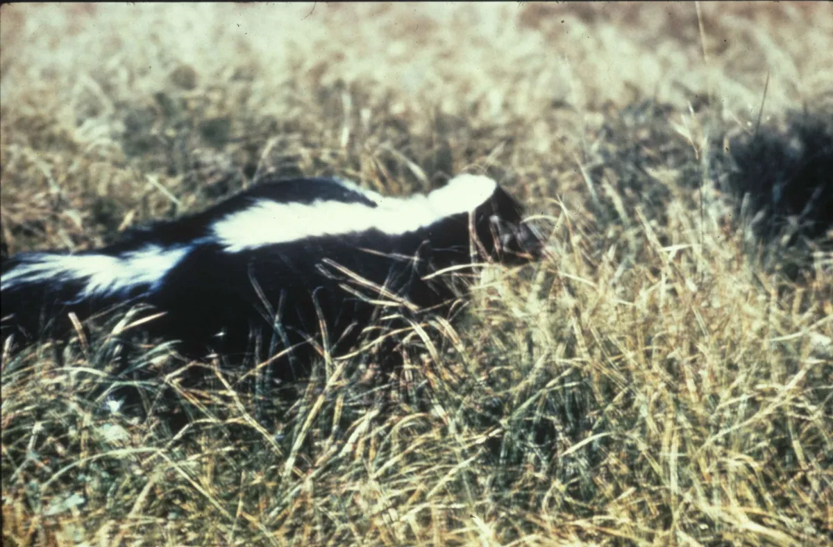 Striped Skunk