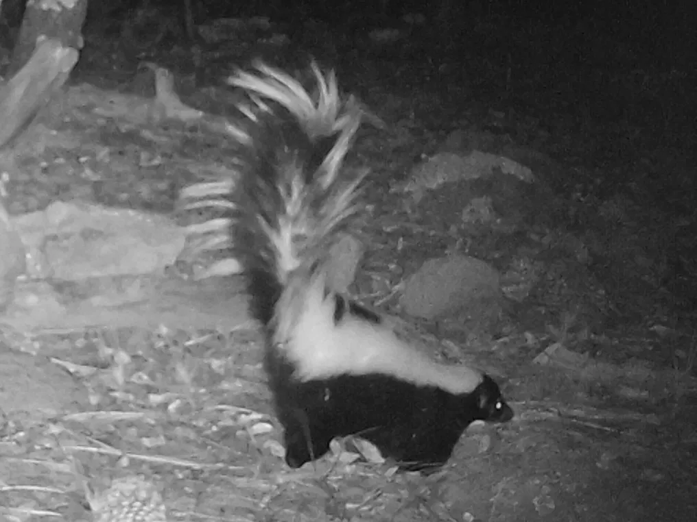 Striped Skunk