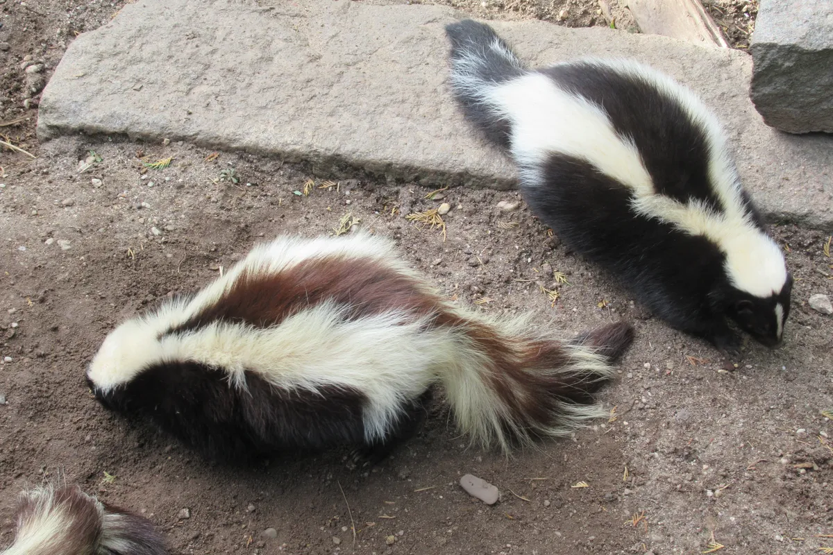 Striped Skunk