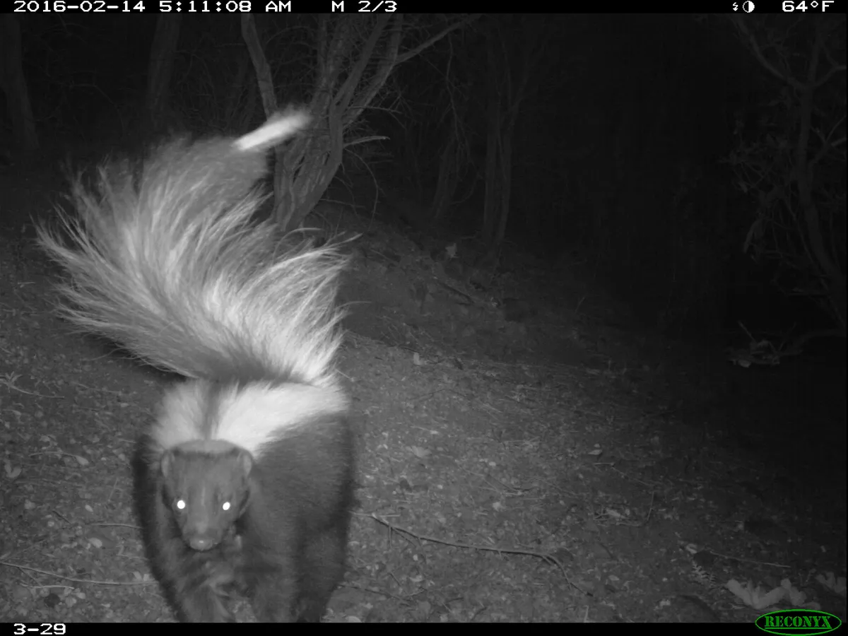 Striped Skunk