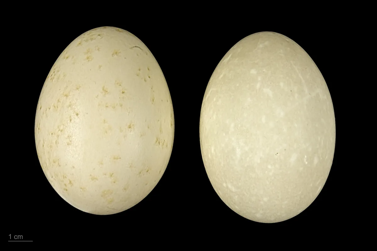 Red-breasted Merganser