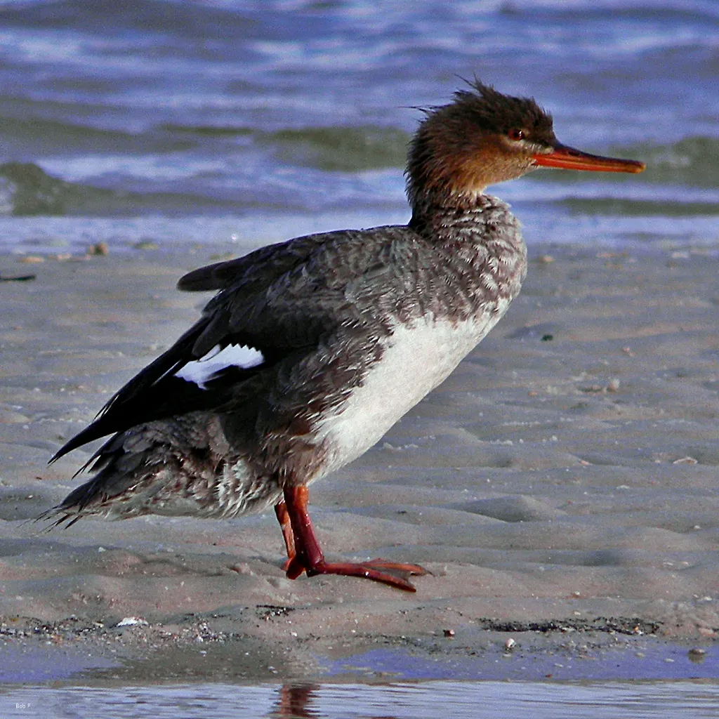 Red-breasted Merganser