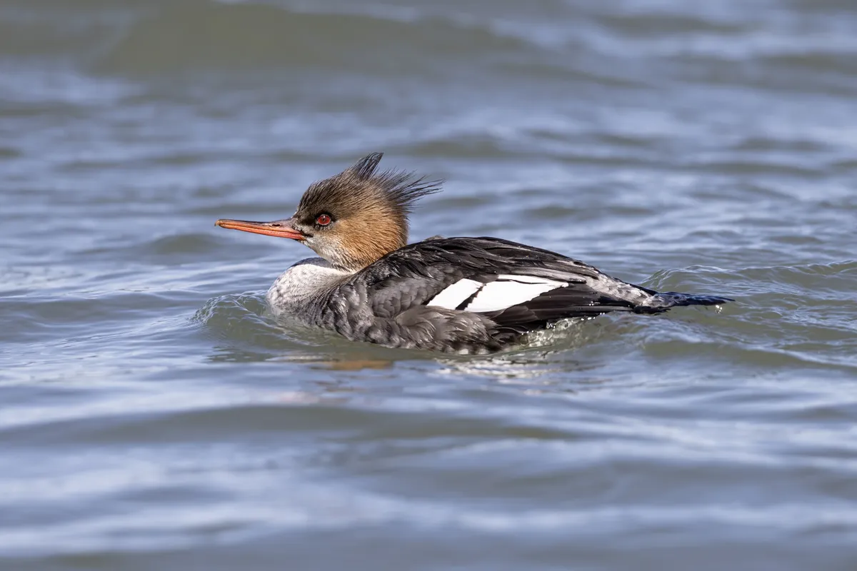 Red-breasted Merganser