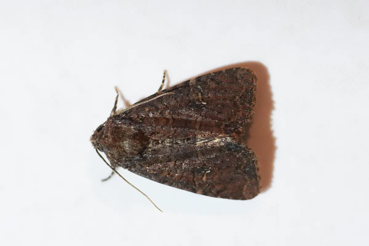 Common rustic moth