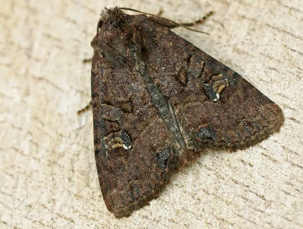 Common rustic moth