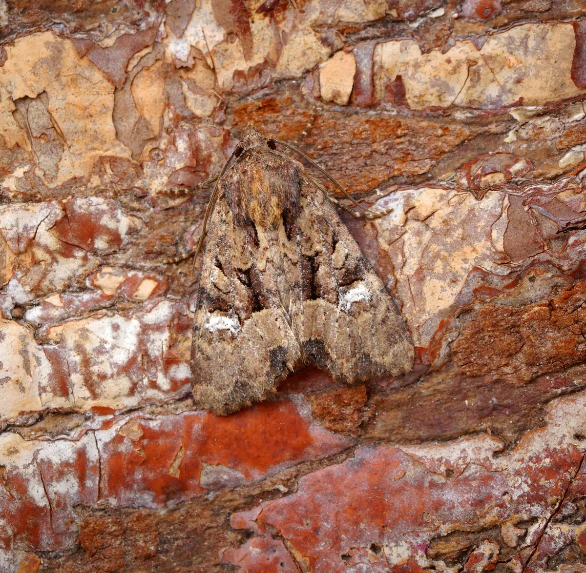 Common rustic moth