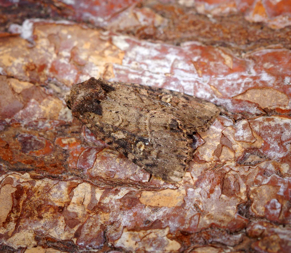 Common rustic moth