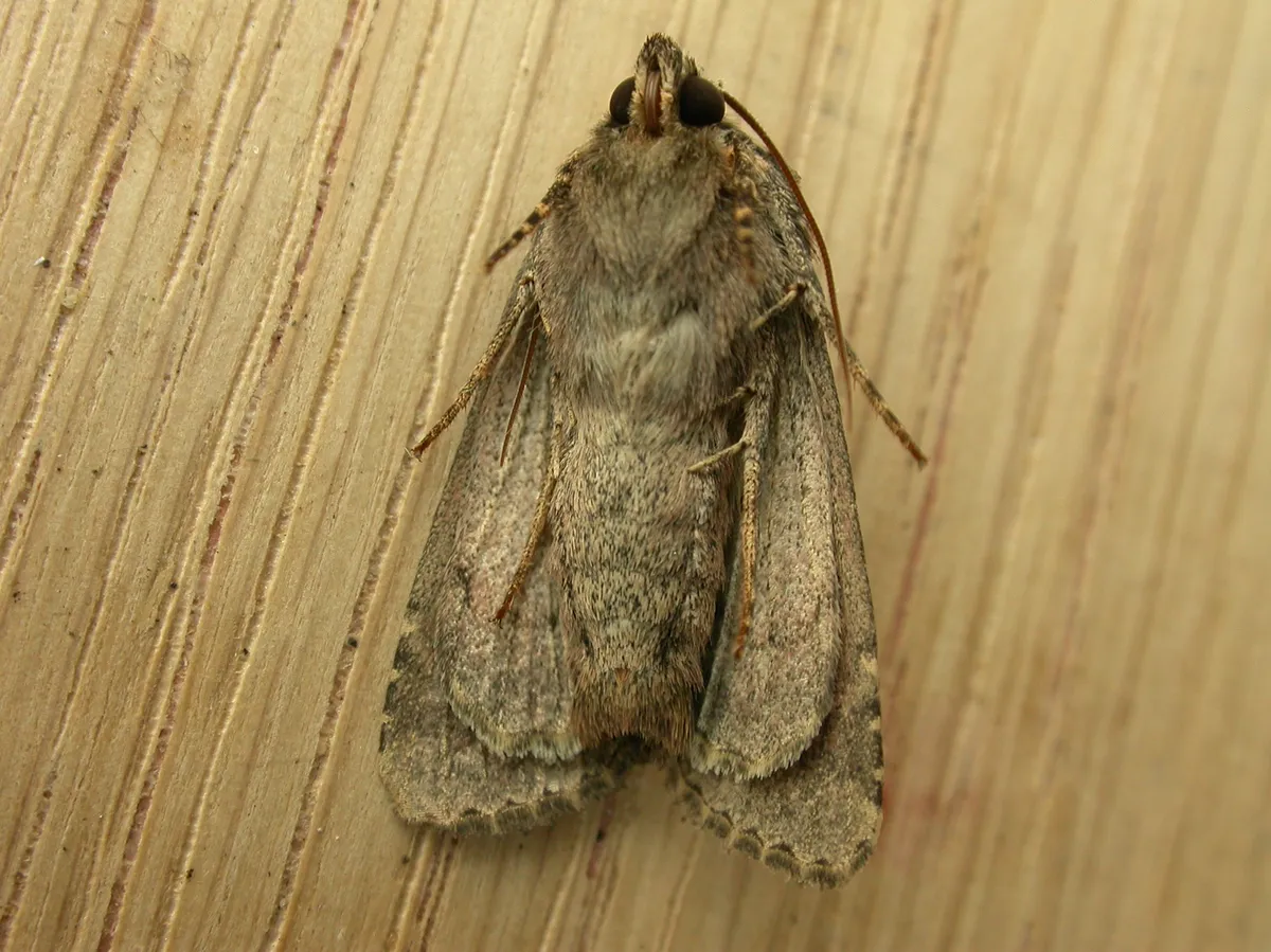 Common rustic moth