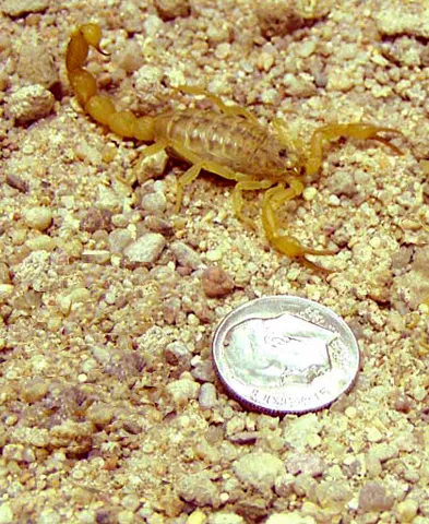 Escorpión Bútido Europeo