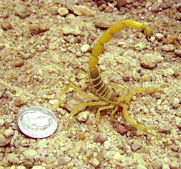 Escorpión Bútido Europeo